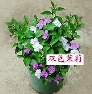 办公室内 庭院植物紫白鸳鸯 双色茉莉 大苗 观花盆栽绿植花卉包邮