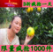 上下架计划:现货正宗纽荷尔赣南脐橙 精品果甜橙子 孕妇新鲜水果20斤多省包邮