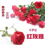 切花玫瑰 正宗卡罗拉红玫瑰苗 送情人浪漫玫瑰 花期长 循环开花