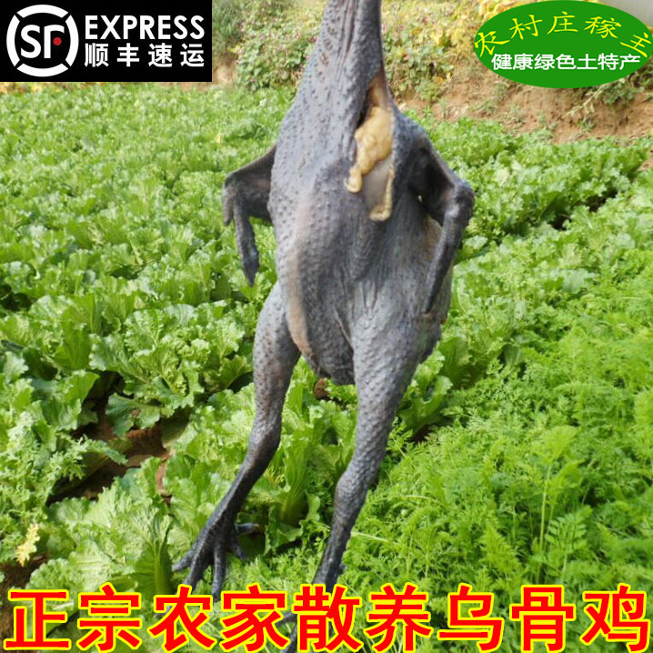 農家散養烏骨雞老母雞農村土雞柴雞笨雞走地雞草雞烏雞月子雞滋補在類目 水產肉類/新鮮蔬果/熟食, 生肉/肉製品, 雞肉類, 整雞中 - 來自Buy2taobao.com提供專業的淘寶代購服務