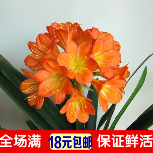 恋家家居庭院盆栽花卉 君子兰 君子兰苗 君子兰3年苗 当年开花在类目 鲜花速递/花卉仿真/绿植园艺, 花卉/绿植盆栽(新), 绿植中 - 来自Buy2taobao.com提供专业的淘宝代购服务