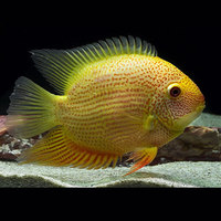 大型观赏鱼-猪仔鱼宠物鱼活体鱼苗鳄雀鳝福鳄