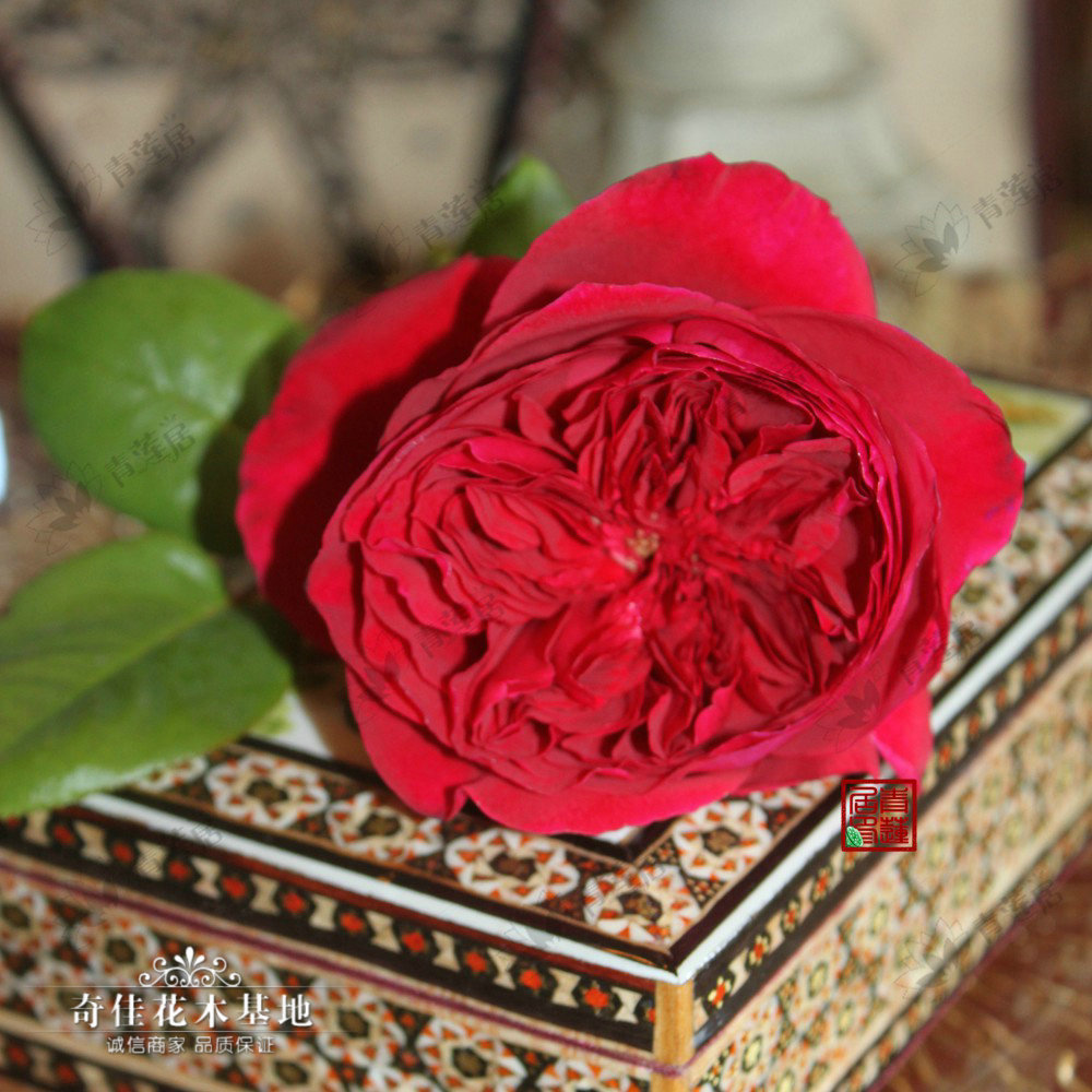 A03费尔柴尔德 奥斯汀玫瑰苗盆栽1加仑 灌木果