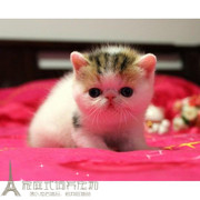 宠物猫异短加菲猫活体幼猫纯种加菲异国短毛猫幼猫出售DDMMp