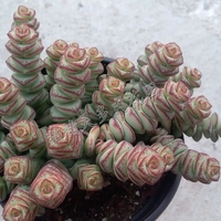 钱串多肉植物组合- 办公室植物绿植创意花卉盆