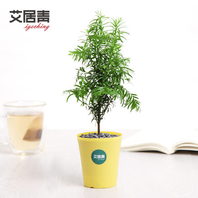 红豆杉绿植盆景客厅办公桌室内防辐射吸甲醛绿色花草植物花卉盆栽