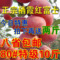 上下架计划:正宗山东烟台苹果红富士 栖霞红富士苹果10斤包邮 水果批发80#