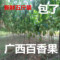 上下架计划:广西百香果农家新鲜水果现摘鸡蛋果一级西番莲果园直供5斤装