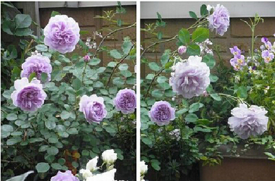 蓝色阴雨 勤花丰花月季花苗 （藤本）