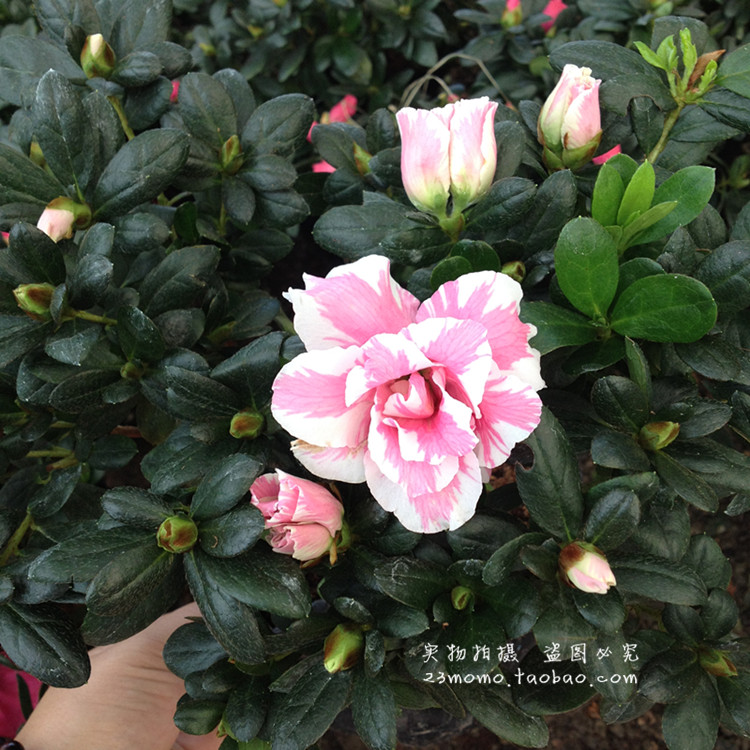 新鲜上市【杜娟花盆栽】映山红 山石榴 原土带花带花苞发货