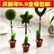 上下架计划:日韩国创意文具 田园绿色植物桌面摆饰台笔 韩版创意装饰圆珠笔