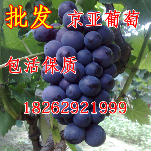 嫁接葡萄苗 京亚葡萄苗 盆栽地栽 果树苗当年结果苗 葡萄树苗批发在类目 鲜花速递/花卉仿真/绿植园艺, 庭院植物/行道树木/果树中 - 来自Buy2taobao.com提供专业的淘宝代购服务