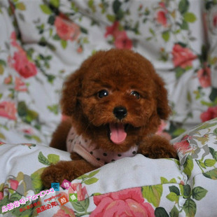 家养深红的贵宾幼犬玩具型泰迪娃娃脸大眼睛狗狗宠物g