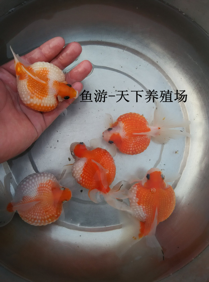 我爱小康家庭繁殖日本红色狮子头金鱼冷水鱼淡