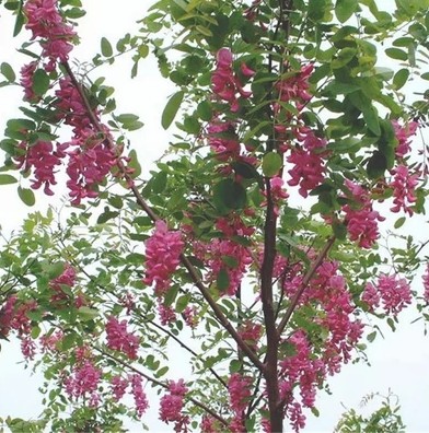 红花槐苗树苗 刺槐小苗 苏格兰黄花槐树苗香花槐(富贵树)庭院苗木在类目 鲜花速递/花卉仿真/绿植园艺, 花园植物/行道树/果树, 行道树/乔木中 - 来自Buy2taobao.com提供专业的淘宝代购服务