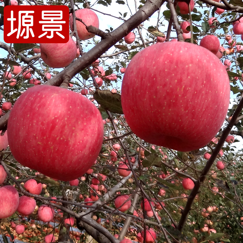 正宗陝西延安洛川蘋果紅富士新鮮時令多汁水果24個裝75# 産地直供在類目 水產肉類/新鮮蔬果/熟食, 新鮮水果, 蘋果中 - 來自Buy2taobao.com提供專業的淘寶代購服務