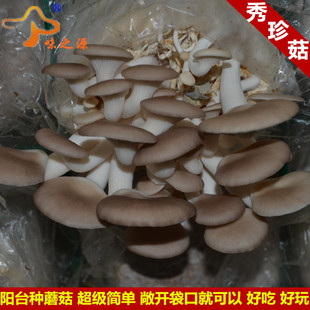 【天天特价】菌包 秀珍菇 食用 菌棒 蘑菇菌种子阳台蔬菜种植包邮