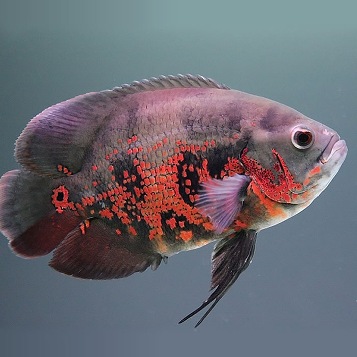 中大型鱼 热带鱼 观赏鱼 淡水鱼 长嘴鳄鱼 福鳄