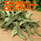 上下架计划:甜菊叶50克  甜叶菊 最佳代糖品低热量花草茶 免费磨粉【5件包邮]
