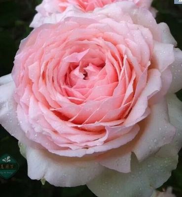 蒙娜丽莎 月季花苗 芳香欧月四季开花阳台庭院盆栽（不带花苞）