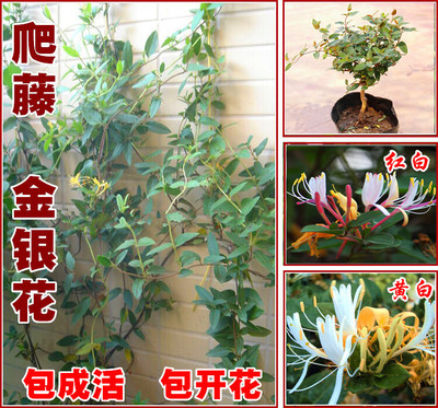 室内花卉盆栽 金银花苗木盆景 阳台庭院爬藤植物鸳鸯藤 四季常青