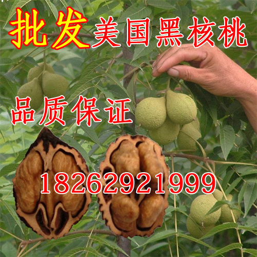 果树苗批发 美国黑核桃苗 黑山核桃树苗 核桃果树苗当年结果在类目 鲜花速递/花卉仿真/绿植园艺, 庭院植物/行道树木/果树中 - 来自Buy2taobao.com提供专业的淘宝代购服务