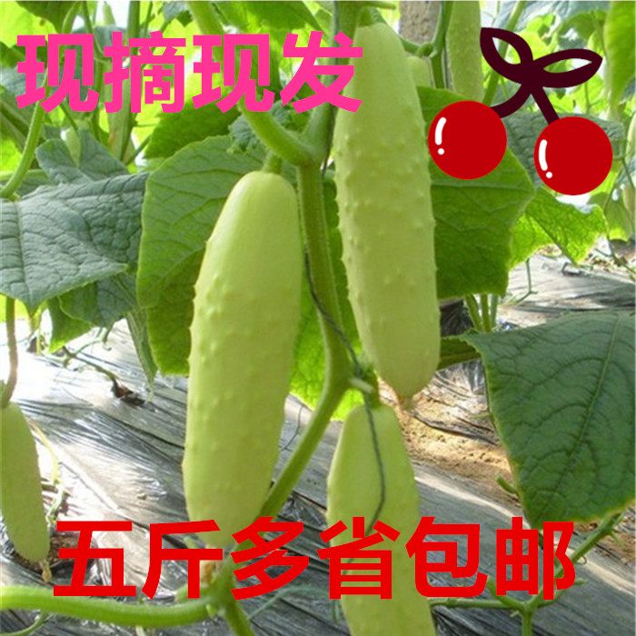Yantai specialty Haiyang White jade cucumber White cucumber Cucumber 5 whole country Fresh vegetables fruitin the Aquatic meat/Fresh fruits and vegetables/Cooked , Fresh vegetables/Vegetable products , Fresh vegetables , Other category - from Buy2taobao.com to provide professional Taobao agent buy service
