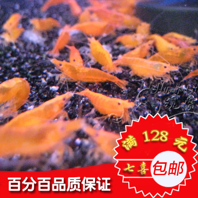 香吉士蝦 活體,香吉士米蝦,蝦香槟蝦,清潔蝦可雜交黃琉璃在類目 寵物/寵物食品及用品, 水族世界, 蝦中 - 來自Buy2taobao.com提供專業的淘寶代購服務