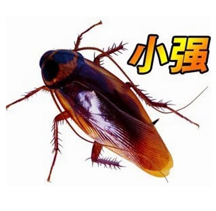 愚人節玩具整人小強整蠱假蟑螂仿真蟑螂逼真蟑螂假小強蟲子嚇人在類目 節慶用品/禮品, 整蠱用品中 - 來自Buy2taobao.com提供專業的淘寶代購服務