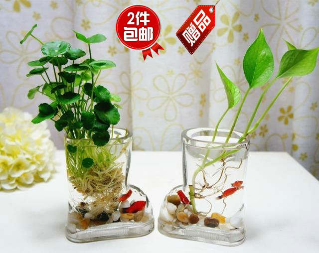 *小鞋子寓意辟邪*水培植物花卉 透明玻璃花瓶 可养鱼瓶2个送石头在类目 鲜花速递/花卉仿真/绿植园艺, 花瓶/花器/花盆/花架(新), 花瓶中 - 来自Buy2taobao.com提供专业的淘宝代购服务
