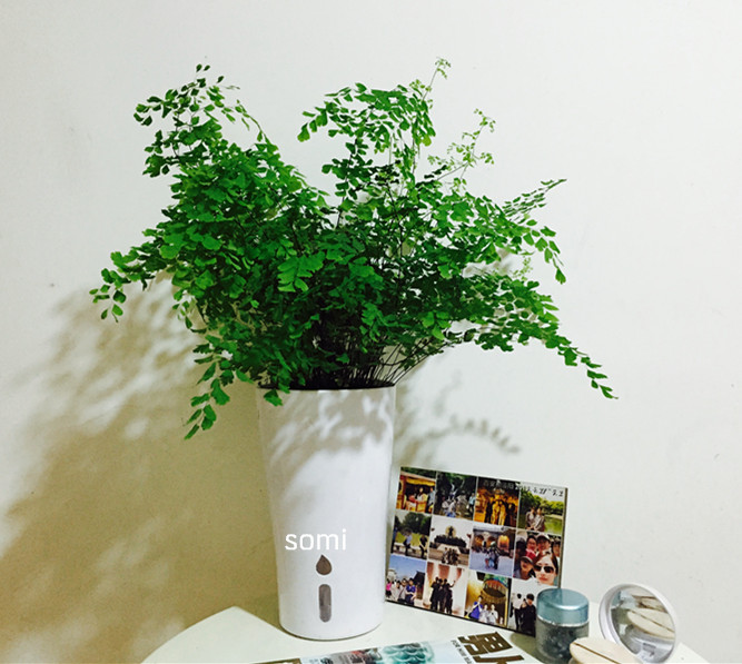 somi 花卉 铁线蕨盆栽 绿植租摆 室内花卉 净化空气吸甲醛盆栽在类目 鲜花速递/花卉仿真/绿植园艺, 花卉/绿植盆栽(新), 绿植中 - 来自Buy2taobao.com提供专业的淘宝代购服务