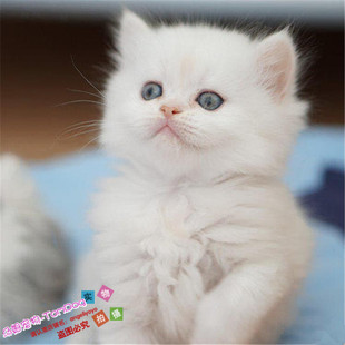 出售纯种布偶猫幼猫，活体家养宠物猫海豹，双色布偶猫血统纯正g