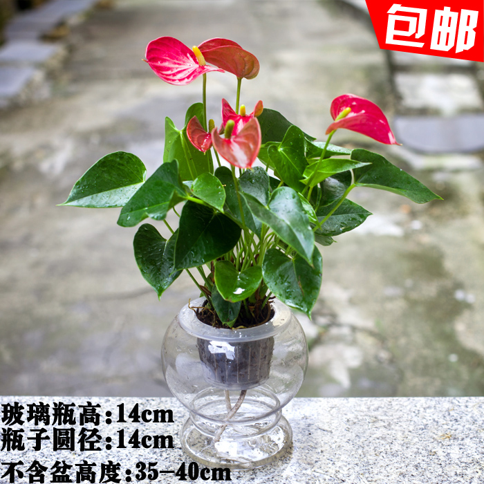 紅掌小盆栽 花卉水培玻璃瓶植物殺菌淨化空氣帶盆盆景 綠色植物在類目 鮮花速遞/花卉仿真/綠植園藝, 花卉/綠植盆栽(新), 綠植中 - 來自Buy2taobao.com提供專業的淘寶代購服務