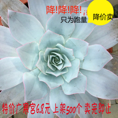 清晰园艺丨多肉植物 景天 广寒宫 图一状态图后面为出售图 包邮