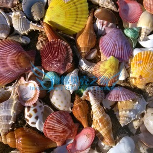 生态鱼缸水族箱装饰造景铺底砂，套餐天然海螺，贝壳珊瑚石头沉木摆件