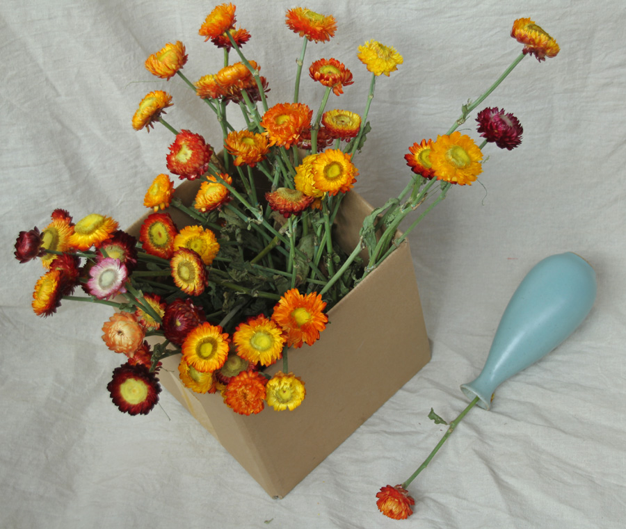 【雏菊·日出】蜡菊七彩菊真花家居摆设艺术客厅干花花束拍摄道具|msdalam kategori penghantaran bunga/bunga simulasi/tumbuhan berkebun, bunga abadi/bunga kering, bunga kering - dari Buy2taobao.com untuk memberikan perkhidmatan ejen Taobao profesional membeli