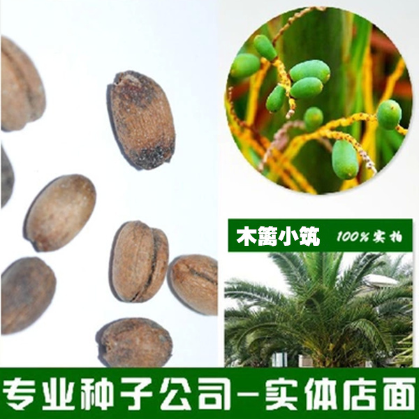 批发 新采 珍稀名贵树种 加拿利海枣种子 加拿利刺葵 槟榔竹