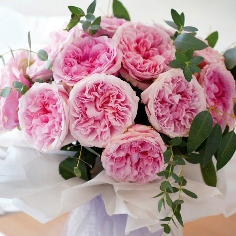 奥斯汀切包月季:朱丽叶 小苗(春天容易白粉)优惠价38元,奥斯汀切包月季精心为您挑选-麦尔网购导航-网购宝