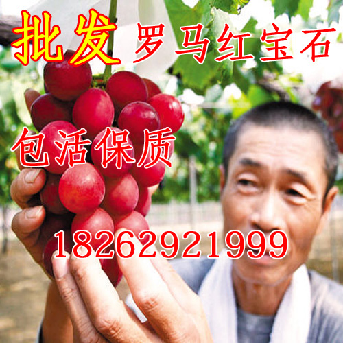 嫁接葡萄苗批发 新品罗马红宝石葡萄苗 浪漫红宝石葡萄果树苗在类目 鲜花速递/花卉仿真/绿植园艺, 庭院植物/行道树木/果树中 - 来自Buy2taobao.com提供专业的淘宝代购服务