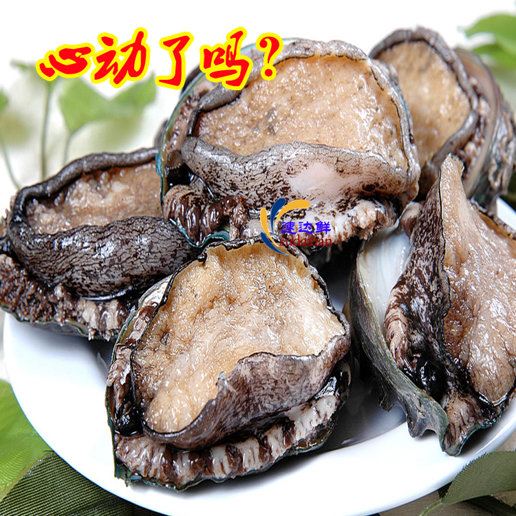 鮮活海鮮純野生6頭鮑魚海耳鳆魚、鏡面魚、九孔螺將軍帽在類目 水產肉類/新鮮蔬果/熟食, 海鮮/水產品/製品, 貝類, 鮑魚中 - 來自Buy2taobao.com提供專業的淘寶代購服務