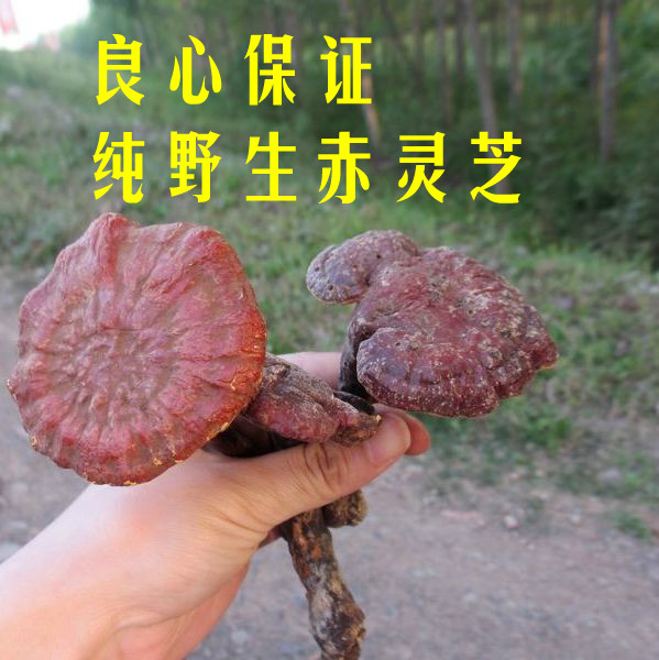 野生灵芝赤芝可切灵芝片整枝灵芝 灵芝茶 包邮神农架林区林芝在类目 传统滋补营养品, 灵芝, 整枝灵芝中 - 来自Buy2taobao.com提供专业的淘宝代购服务