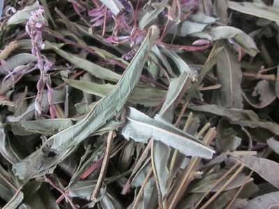 野生柳兰叶茎(晒干)又名大救驾(中草药)16元一两(50克