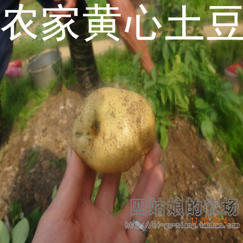 江西土特産深山農家自種黃心土豆新鮮帶泥有機馬鈴薯壹份五斤包郵在類目 水產肉類/新鮮蔬果/熟食, 新鮮蔬菜/蔬菜製品, 新鮮蔬菜, 土豆中 - 來自Buy2taobao.com提供專業的淘寶代購服務