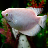 大型观赏鱼-猪仔鱼宠物鱼活体鱼苗鳄雀鳝福鳄