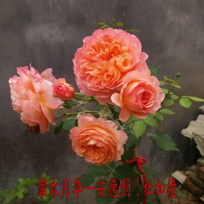 安德烈杜加德 月季花苗  （可当小藤本养）不带花苞