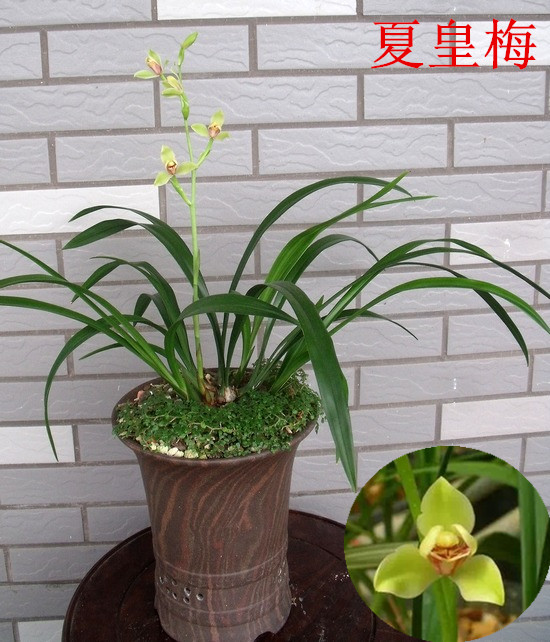 Xiahuangmei With bud Cymbidium Orchid seedlings indoor Potted plant Sure Repeatedly A seedling 200 elementin the Flower delivery/Flowers simulation/Plants gardening , Flowers/Potted plants (New) , Plants category - from Buy2taobao.com to provide professional Taobao agent buy service