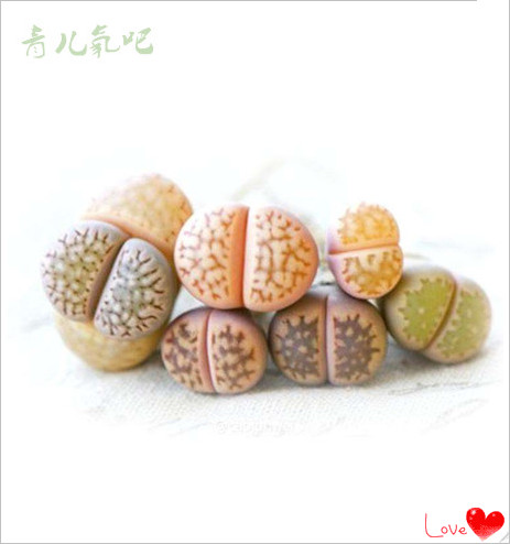 【青儿氧吧】屁股花 德系进口石生花 鲜艳多肉植物 2CM以上大苗