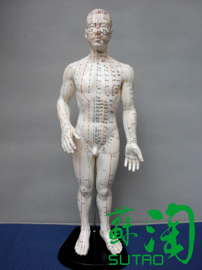 上海经络通 人体穴位模型人体经络穴位模型针灸模型/男50cm|ruв категории электронный словарь/электрический бумажных книг/канцелярские принадлежности, демонстрация/Показать уведомление товаров, оборудование для обучения/экспериментальное оборудование - от Buy2taobao.com для оказания профессиональной услуги покупки агента Taobao