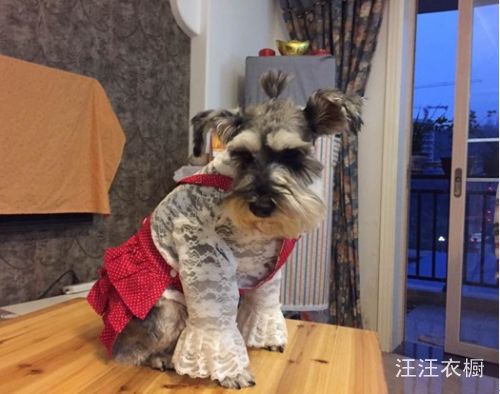 三層蛋糕裙寵物小狗衣服 純棉背帶裙春夏裝泰迪比熊 特價在類目 寵物/寵物食品及用品, 寵物服飾及配件, 服裝/用品定做(新), 寵物服裝中 - 來自Buy2taobao.com提供專業的淘寶代購服務