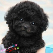 迷你型泰迪纯种泰迪犬出售玩具体黑色泰迪幼犬活体宠物狗e